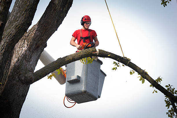 Best Hazardous Tree Removal  in Timberville, VA